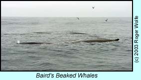 Baird's Beaked Whales photo by Roger Wolfe