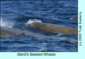 Baird's Beaked Whales, photo by Todd Easterla