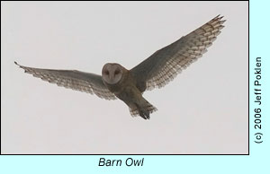 Barn Owl observed offshore, photo by Jeff Poklen