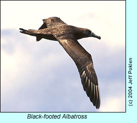 Black-footed Albatross, photo by Jeff Poklen