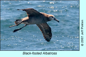 Black-footed Albatross, photo by Jeff Poklen