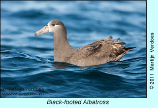 Black-footed Albatross  photo by Martijn Verdoes