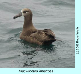 Black-footed Albatross, photo by Roger Wolfe.