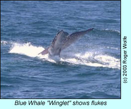 Blue Whale diving, photo by Roger Wolfe