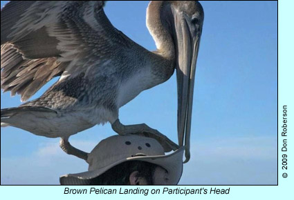 Brown Pelican landing on seabird cruise trip participant's head