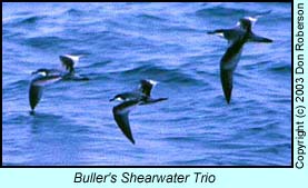 Buller's Shearwaters photo by Don Roberson