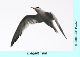 Elegant Tern, photo by Jeff Poklen