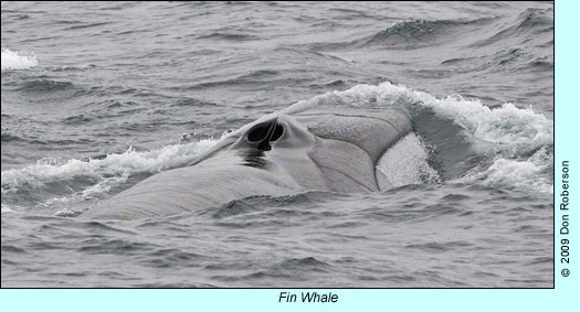 Fin Whale photo by Don Roberson