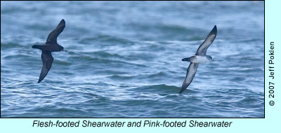 Flesh-footed and Pink-footed Shearwater, photo by Jeff Poklen