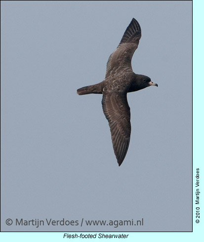 Flesh-footed Shearwater, photo by Martijn Verdoes