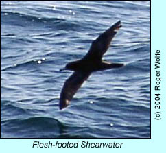 Flesh-footed shearwater, photo by Roger Wolfe