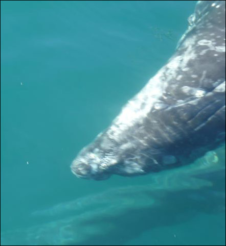 Upside-down gray whale very close to boat, photo by Coni Hendry