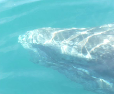 Gray whale very close to boat, photo by Coni Hendry