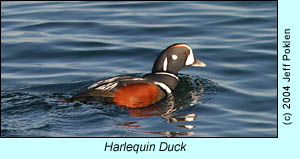 Harlequin Duck, photo by Jeff Poklen