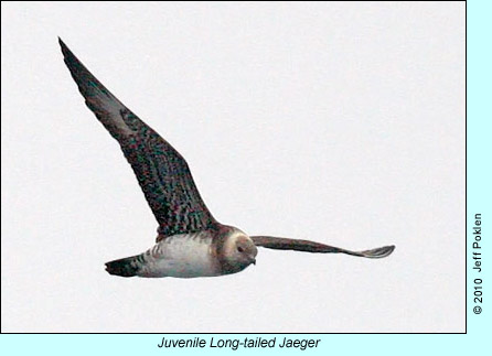 Juvenile Long-tailed Jaeger, photo by Jeff Poklen