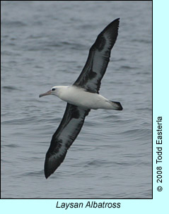 Laysan Albatross photo by Todd Easterla