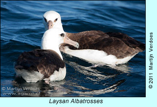 Laysan Albatrosses,  photo by Martijn Verdoes