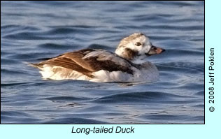 Long-tailed Duck, photo by Jeff Poklen