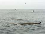 Baird's Beaked Whales
