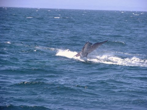 Blue Whale photo by Roger Wolfe