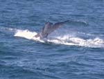 Blue Whale
