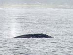 Gray Whale