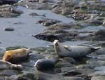Harbor Seals