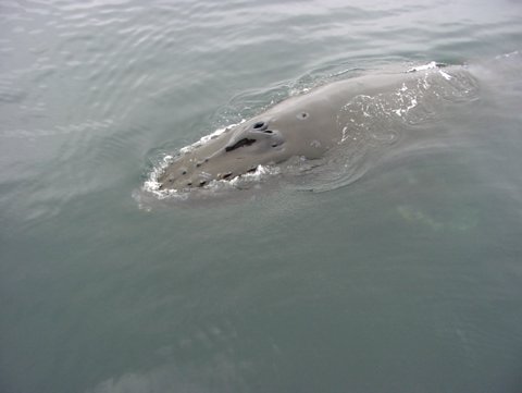 Humpback Whale photo by Roger Wolfe