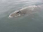 Humpback Whale
