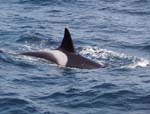Killer Whale