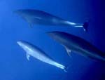 Northern Right Whale Dolphins