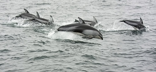 Pacific White-sided Dolphins photo by Jeff Poklen