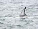 Risso's Dolphin