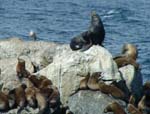 Sea Lions