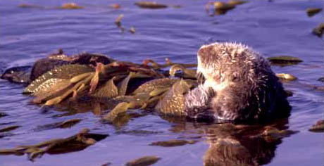 Sea Otter photo by Nancy Black