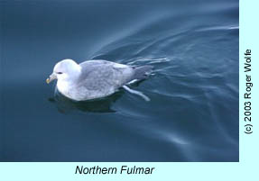 Northern Fulmar, photo by Roger Wolfe