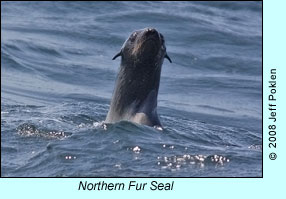 Northern Fur Seal, photo by Jeff Poklen