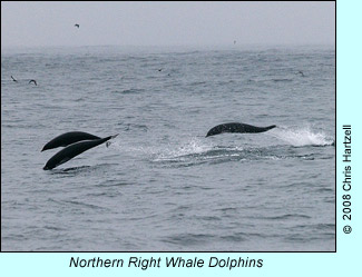 Northern Right Whale Dolphins, photo by Chris Hartzell 