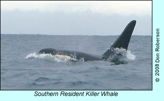 Southern Resident Killer Whale, photo by Don Roberson