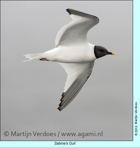 Sabine's Gull, photo by Martijn Verdoes