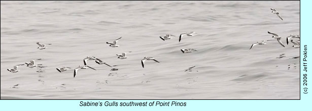 Sabine's Gulls, photo by Jeff Poklen