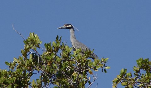 Yellow-crowned Night Heron photo by Roger Wolfe