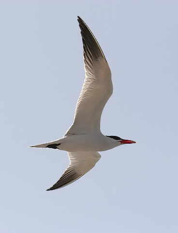 Caspian Tern, photo by Jeff Poklen