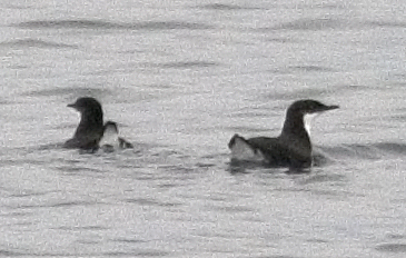 Craveri's Murrelet photo by Les Chibana