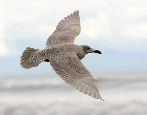 Glaucous-winged Gull, photo by Jeff Poklen