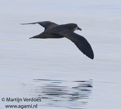 Great-winged Petrel photo by Martijn Verdoes