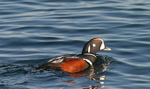 Harlequin Duck photo by Jeff Poklen