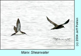 Manx Shearwater, photo by Jeff Poklen