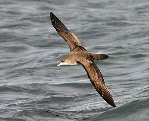 Pink-footed Shearwater photo by Jeff Poklen