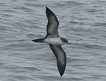 Wedge-tailed shearwater